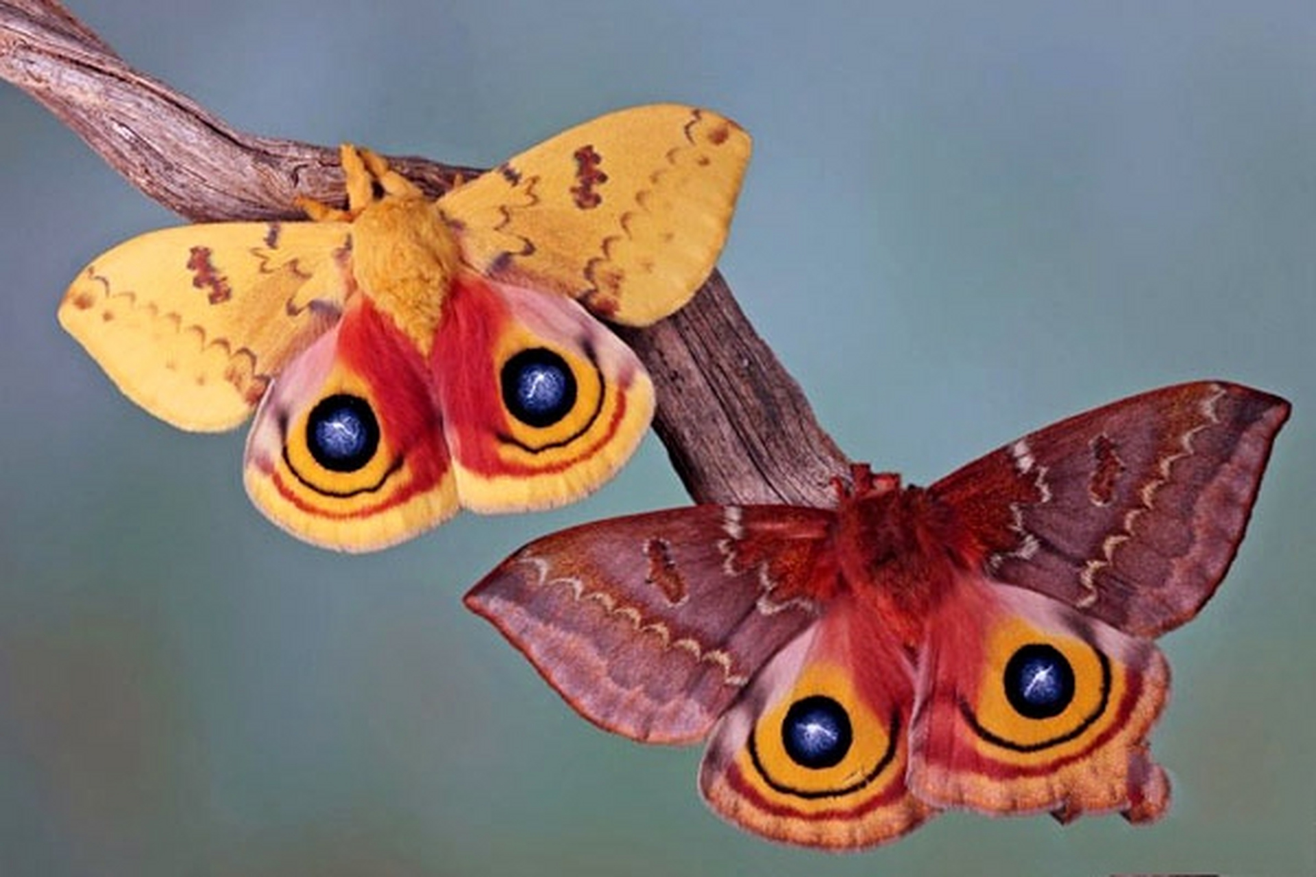 玉米天蚕蛾原产于北美洲,雌雄异色雄性为黄色,雌性红褐色,后翅上有