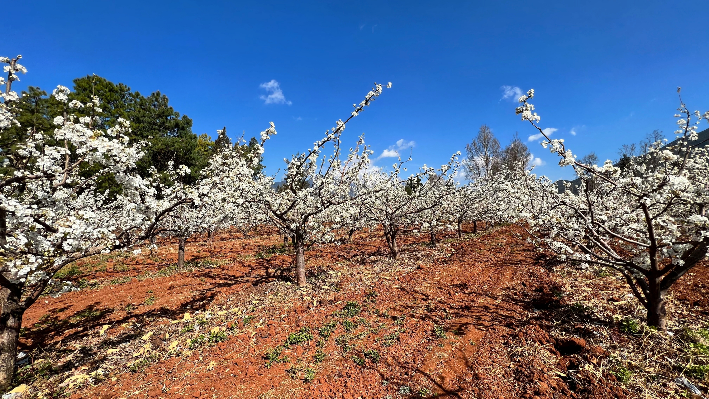 孝尊木梨# 产自丽江玉龙雪山脚下,生长于海拔2000～2800米的高原梨