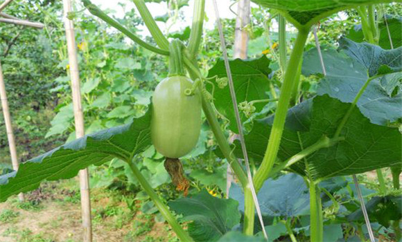 金丝瓜别名搅瓜,栽培方法你懂吗?