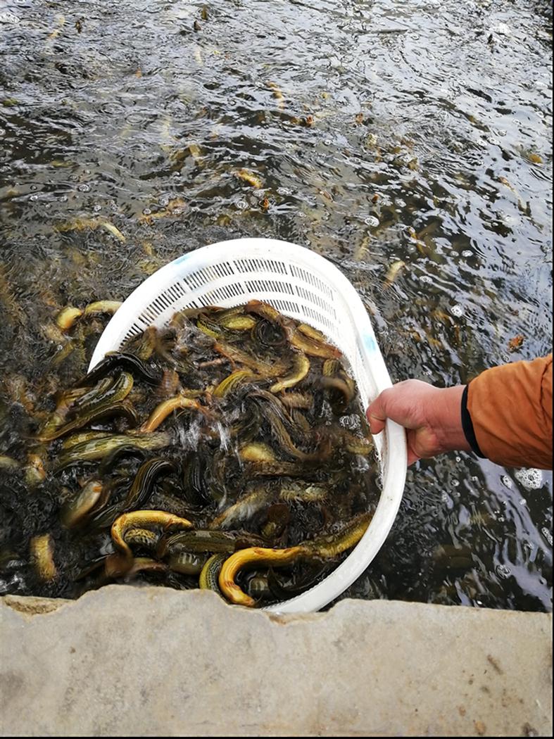 泥鳅养殖池塘管理技巧分享