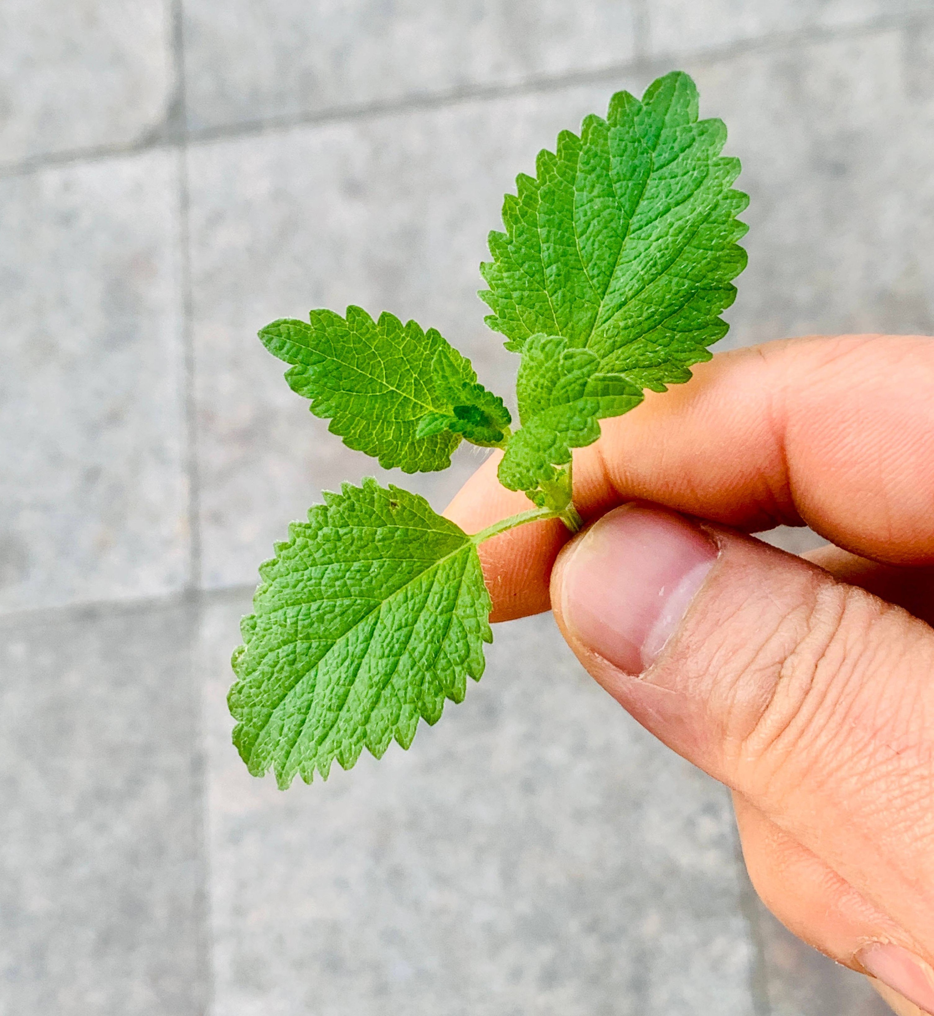 柠檬香蜂草"这样养",长到泛滥,比薄荷旺盛,芳香美观用途多