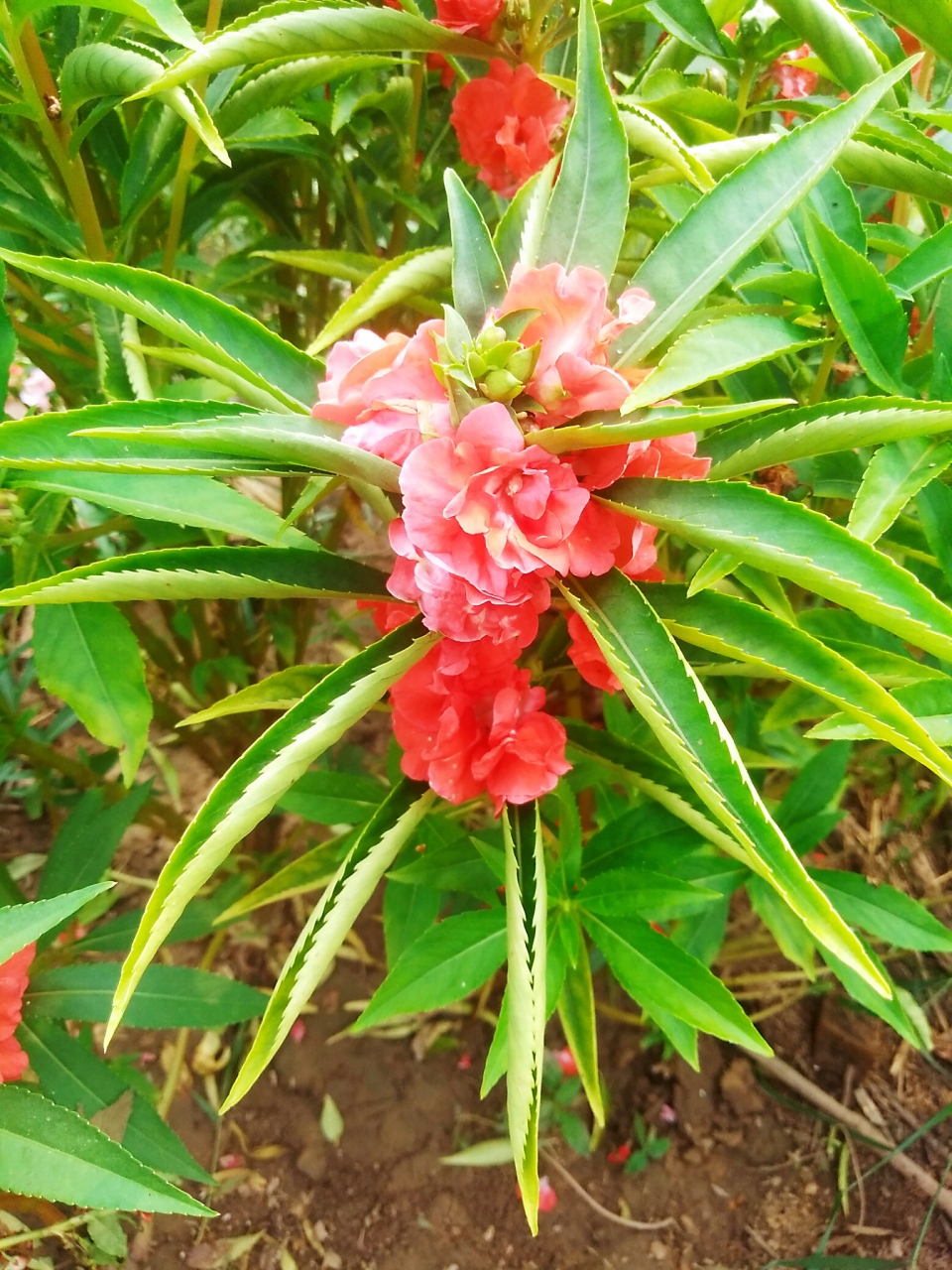 野丫头,急性子,人来便道:别碰我……没错,这就是凤仙姑娘指甲花.