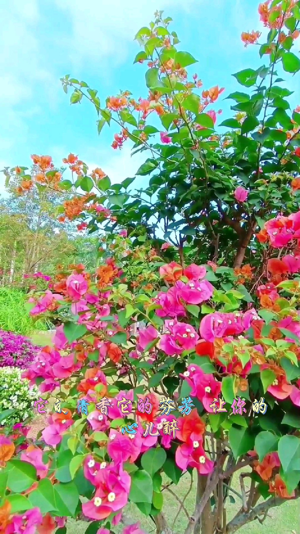 深圳莲花山公园簕杜鹃美丽绽放,今天是满园花展的第一天,别错过哦,真