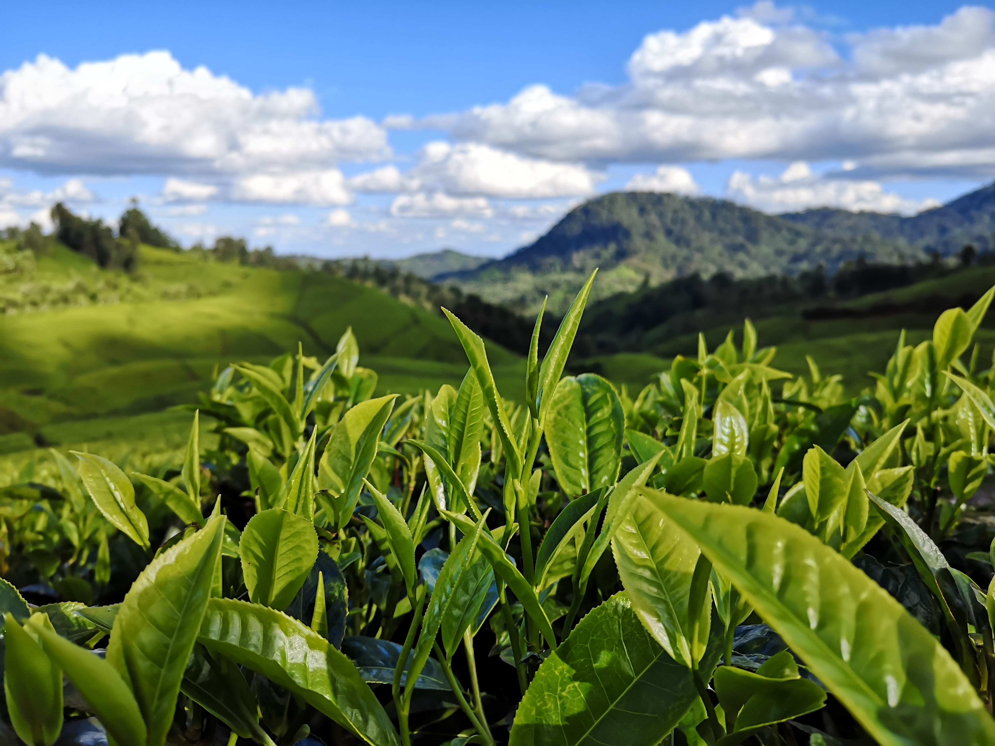 含香东方茶叶基地