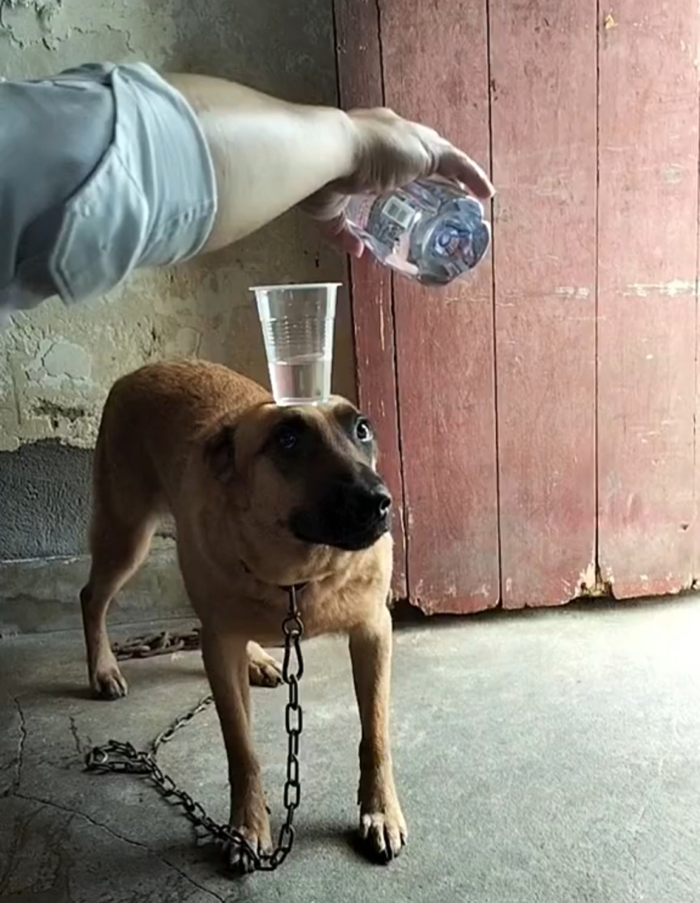 这就是传说中的稳如老狗[二哈][二哈] 感觉看的过程中我比狗紧张