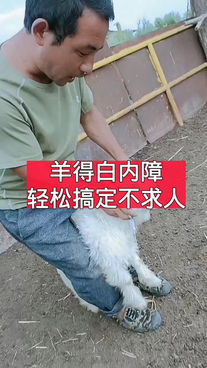 羊得白内障,教你轻松搞定不求人!-度小视