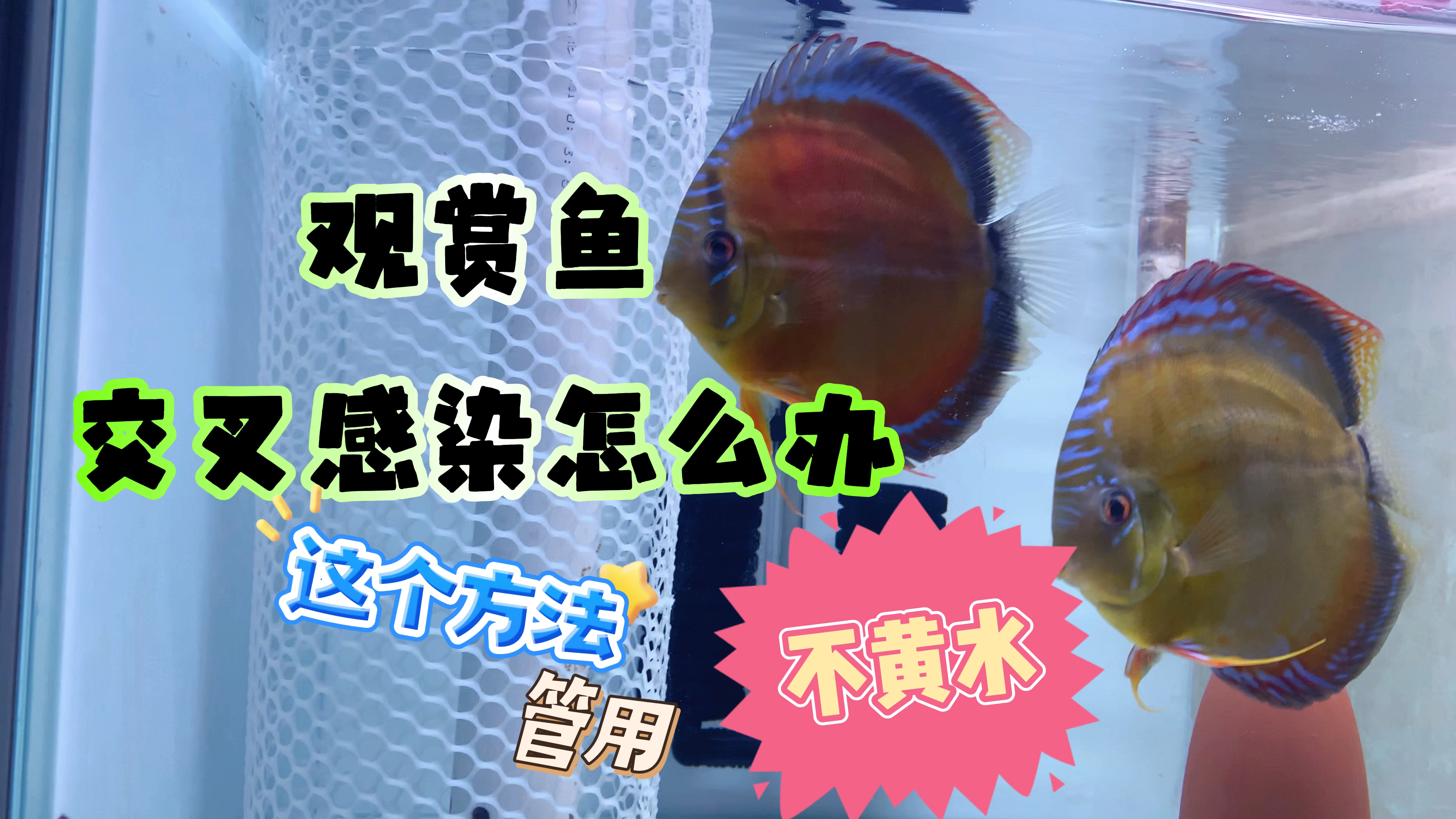 观赏鱼交叉感染该怎么办。不要慌我来教你。用这个办法管用不黄水
