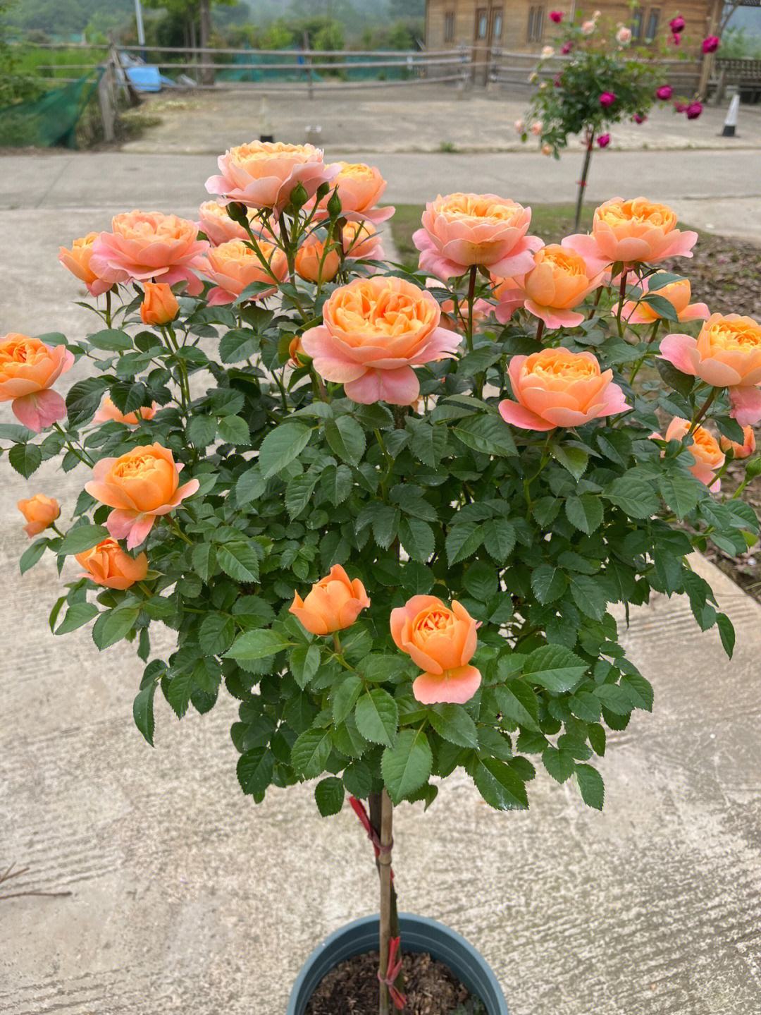 月季棒棒糖来袭,造型新奇,通风透光性佳,颜值上一等级