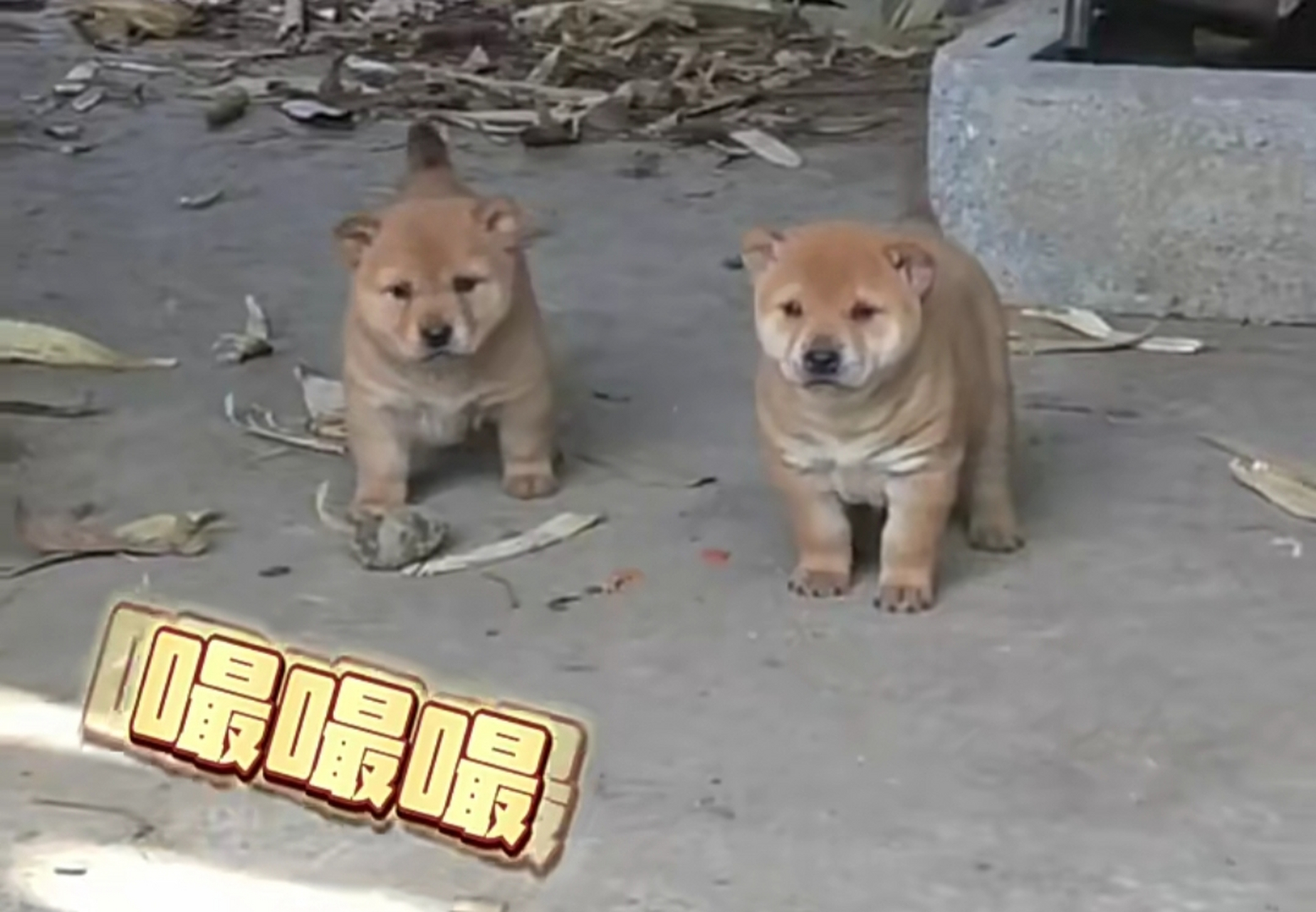 为什么一说嘬嘬,小狗就跑来了
