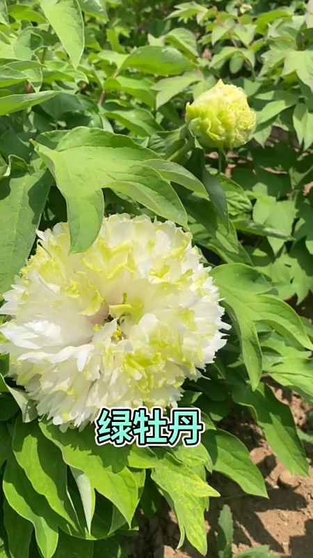 绿牡丹:绿幕隐玉|||绿色系的牡丹,绿幕隐玉,是比较优秀的品种,长势好