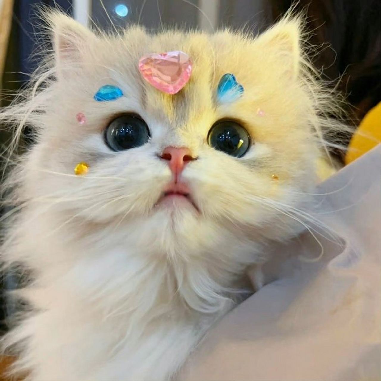 可爱的猫猫头像#萌宠# #头像# #猫咪