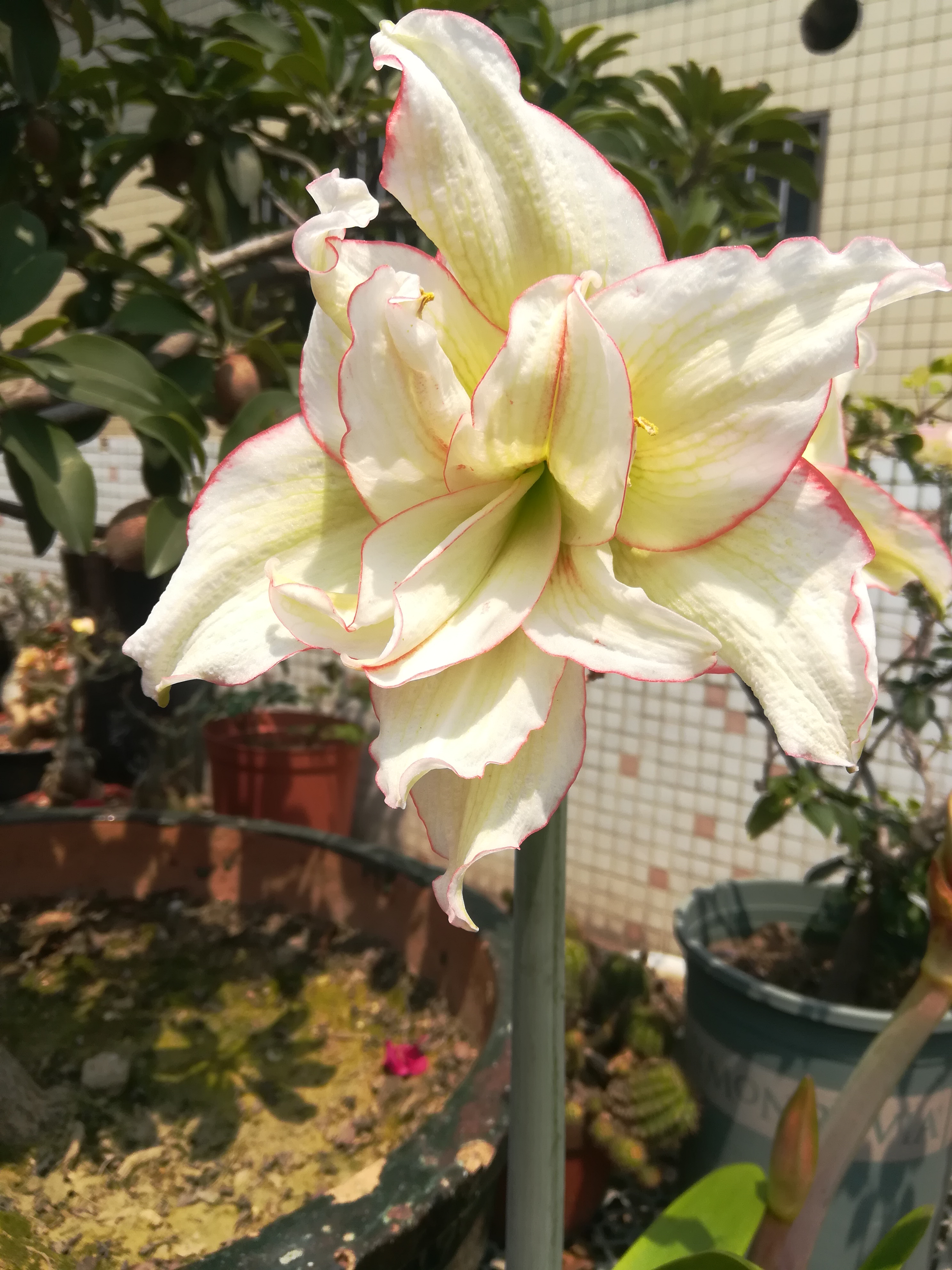 朱顶红滑稽演员开花了,清雅脱俗像不吃人间烟火的仙子,大爱