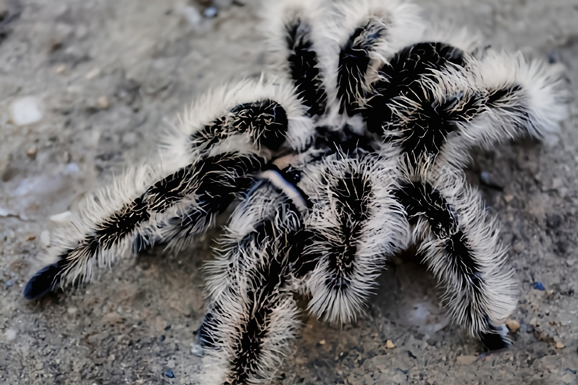 每天认识一种动物——洪都拉斯卷毛蛛 洪都拉斯卷毛蛛是蜘蛛目,捕鸟蛛