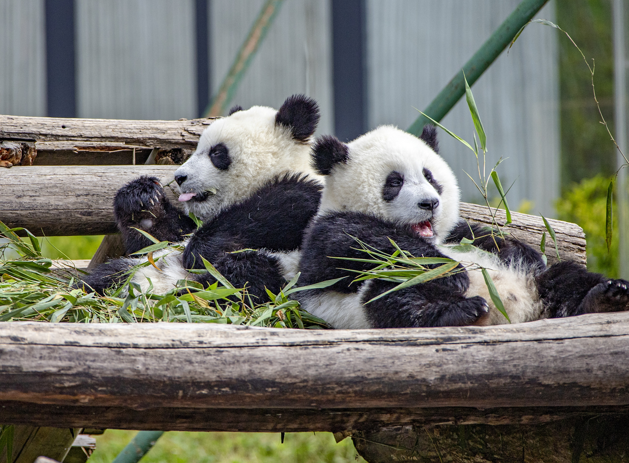 国宝熊猫呆萌图集!实在太可爱啦!