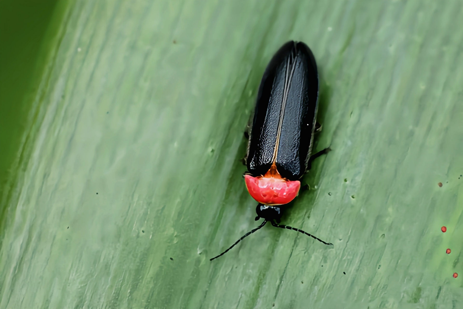 每天认识一种昆虫——红胸黑翅萤 红胸黑翅萤是鞘翅目,萤科,熠萤属