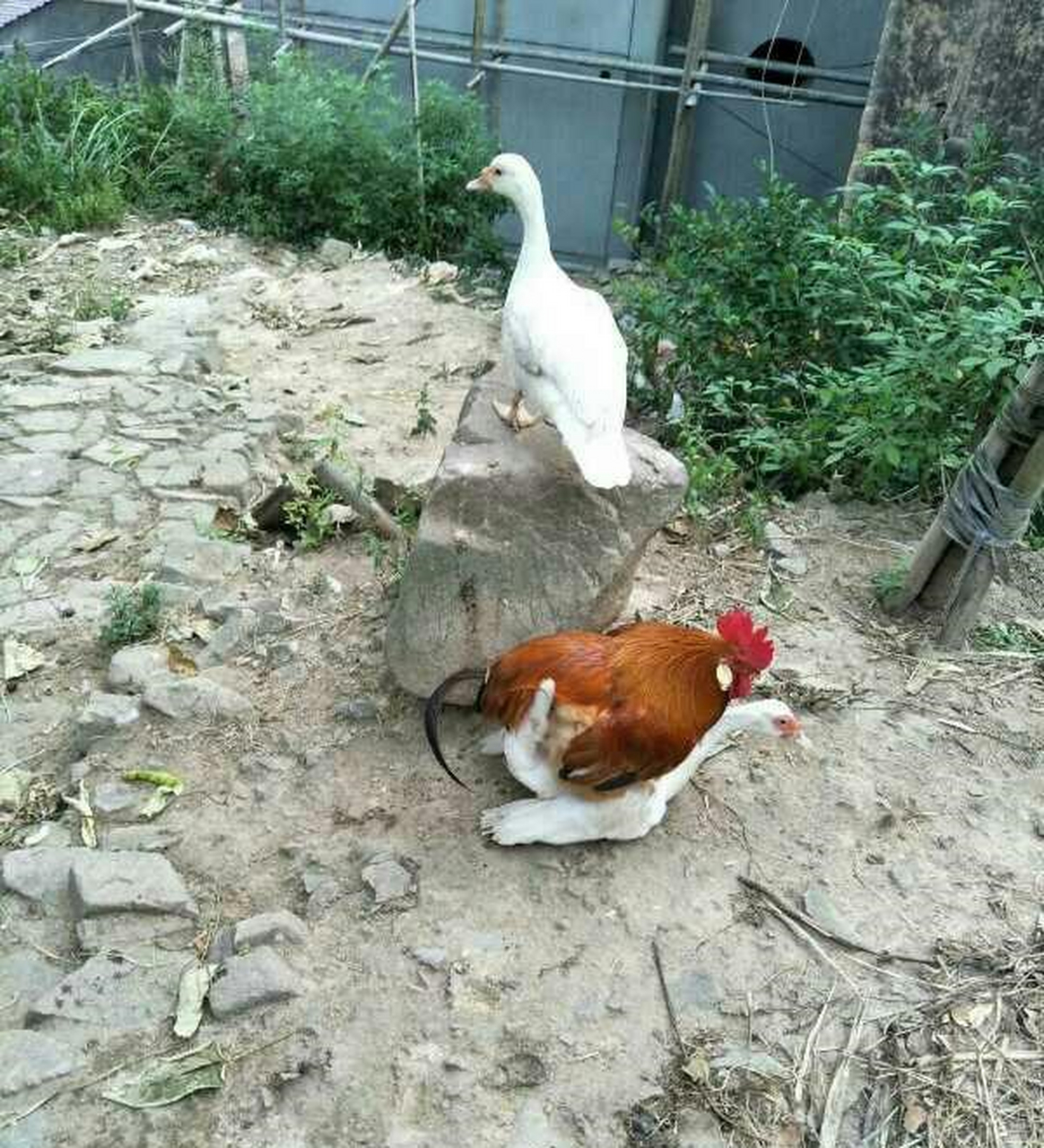 鸡鸭配生出来的到底是鸡蛋还是鸭蛋