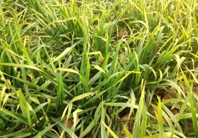 小麦黄叶不仅是缺肥,这些因素影响也很大,告诉你正确的判断方法