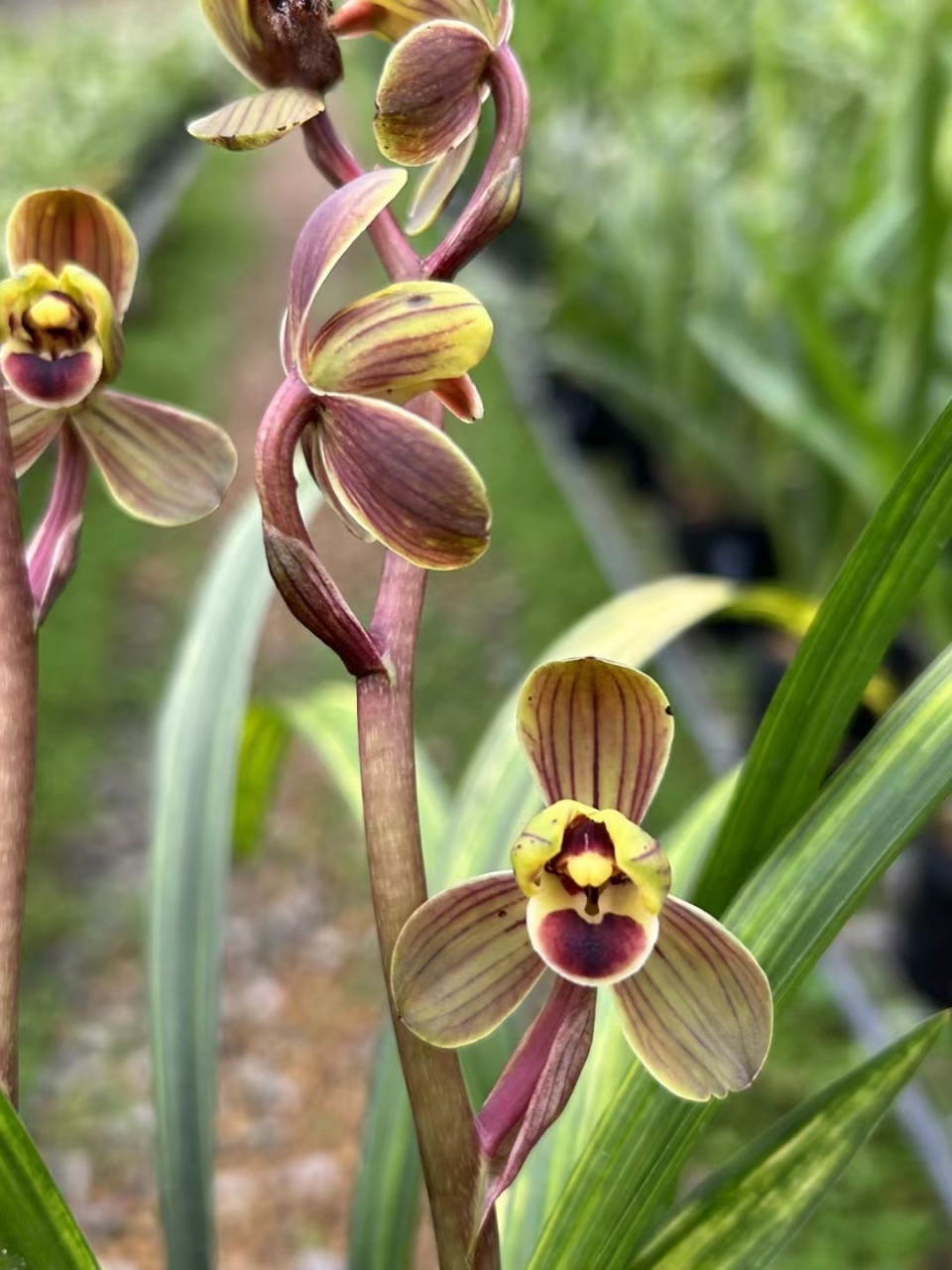 墨兰虎斑梅 心心相印