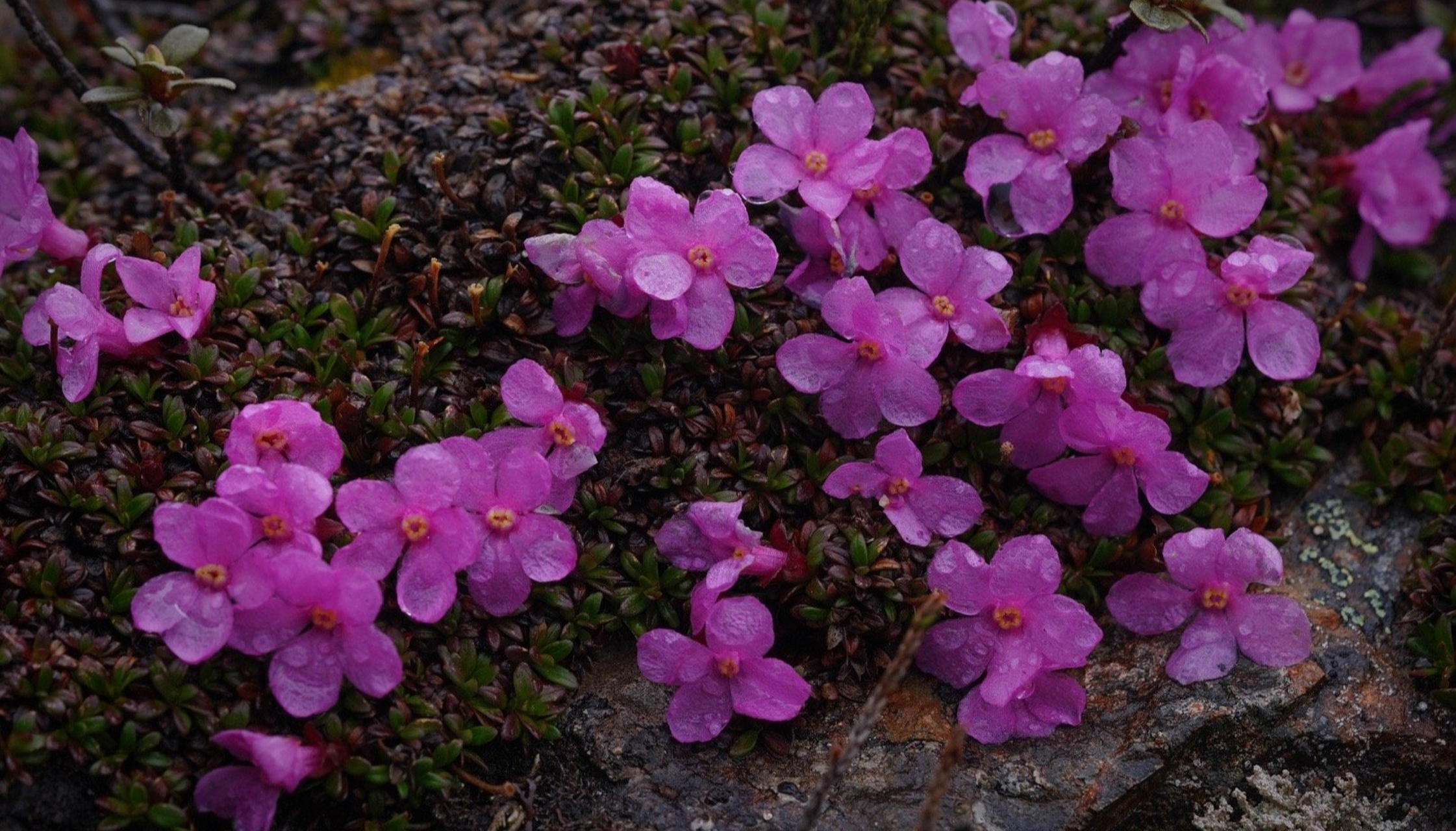 红花岩梅diapensia purpurea  岩梅科 | 岩梅属,生活是有光的,你得跑