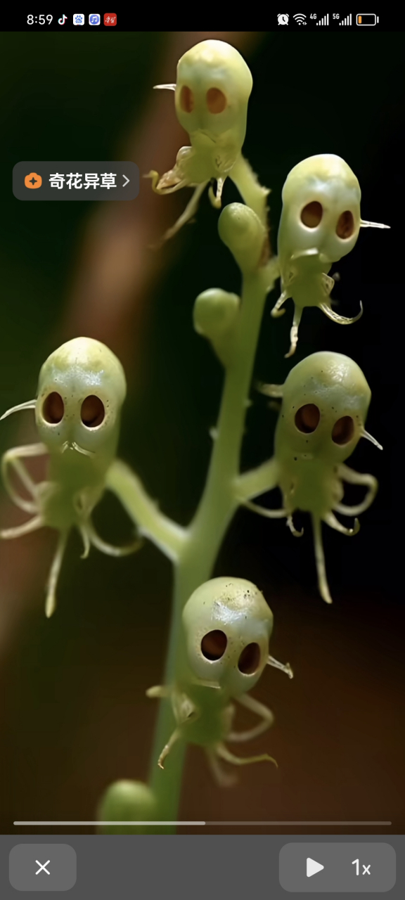 苗族阿婆后山里的骷髅花,开花时五彩缤纷,花谢了就会变成像骷髅一样的