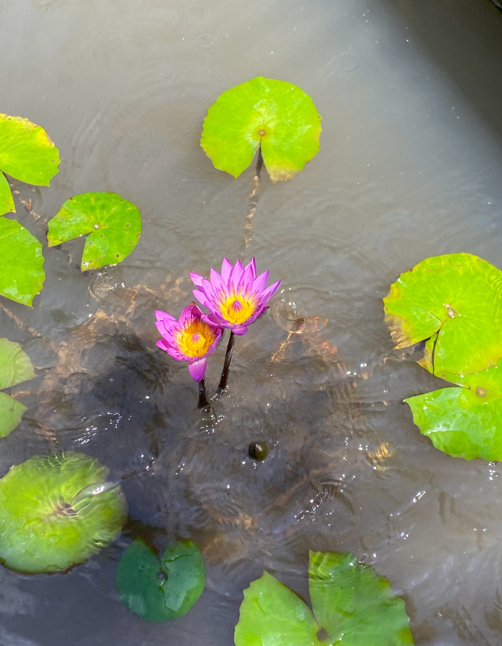 依偎,并肩秀恩爱的鲁比睡莲 #美好假期在旅途