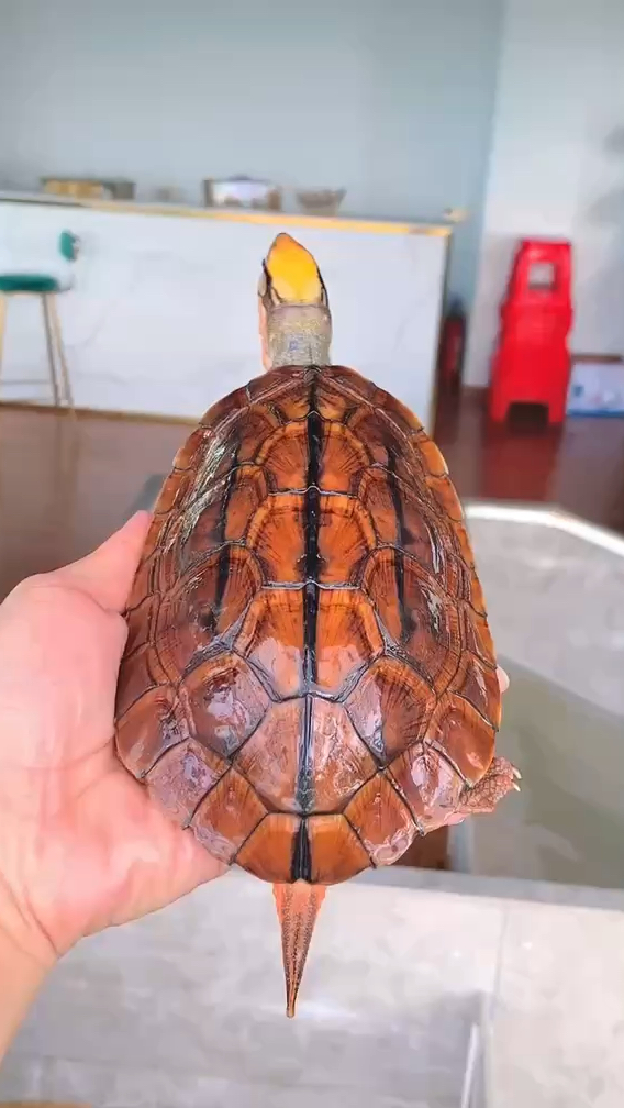 金钱龟怎么分公母?