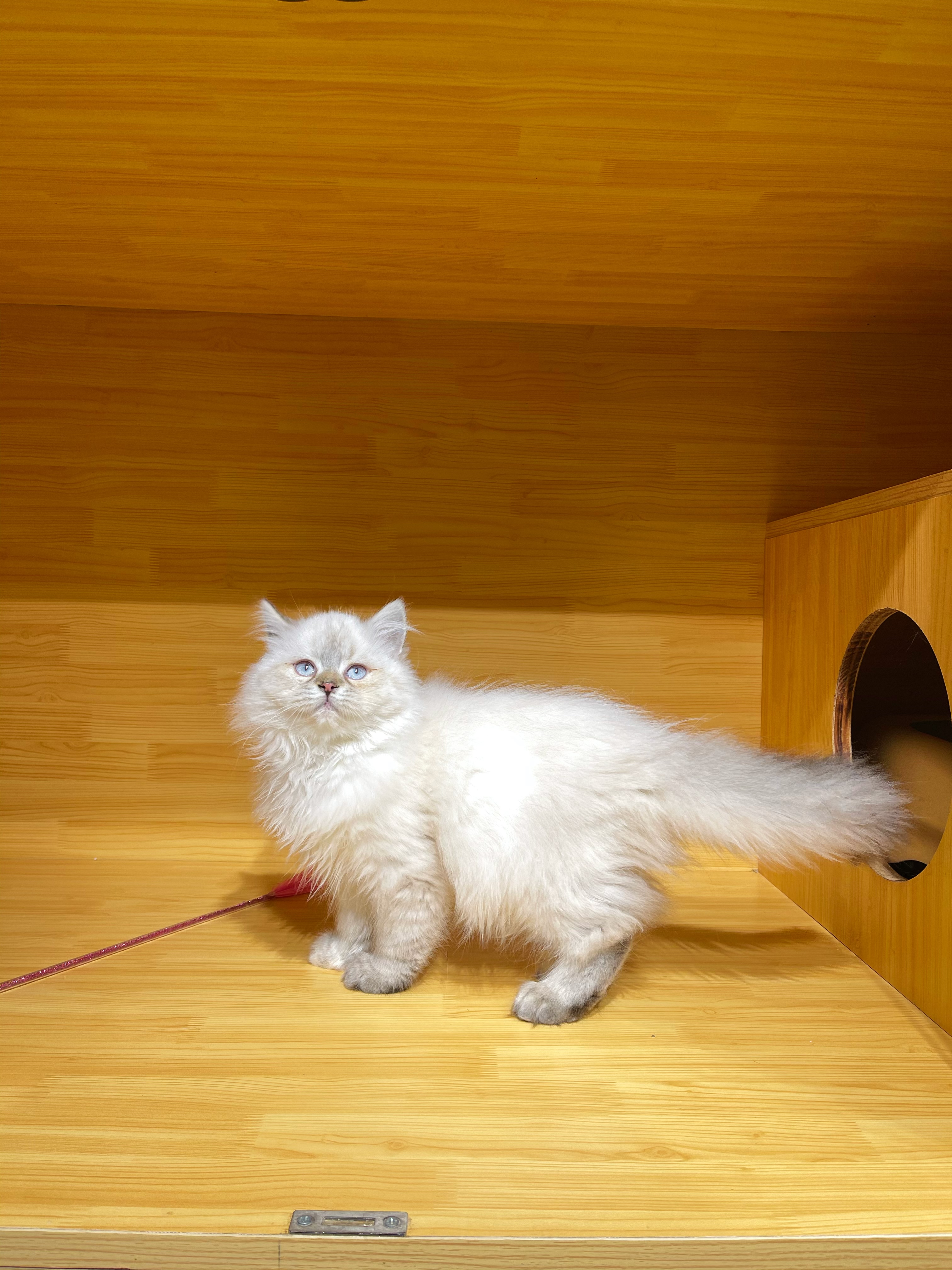 憨猫呆咪
