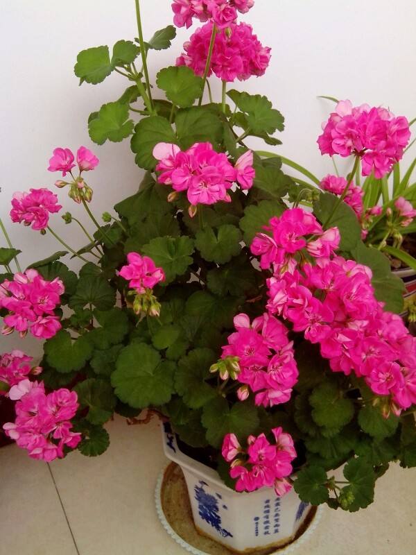 花色鲜艳的匈牙利国花,冬天养护好,做到四要点,花期能延长!