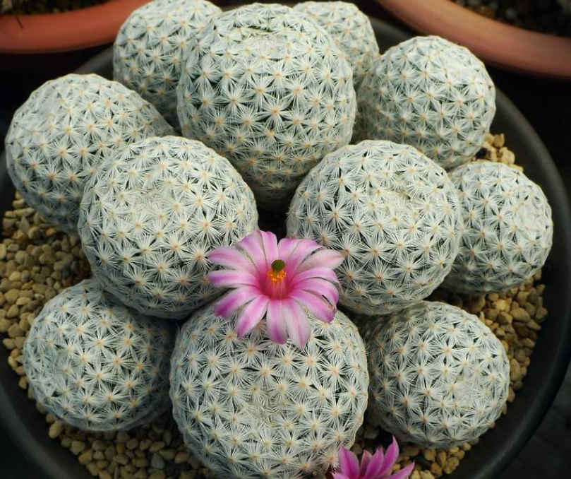 球状植物有哪些?