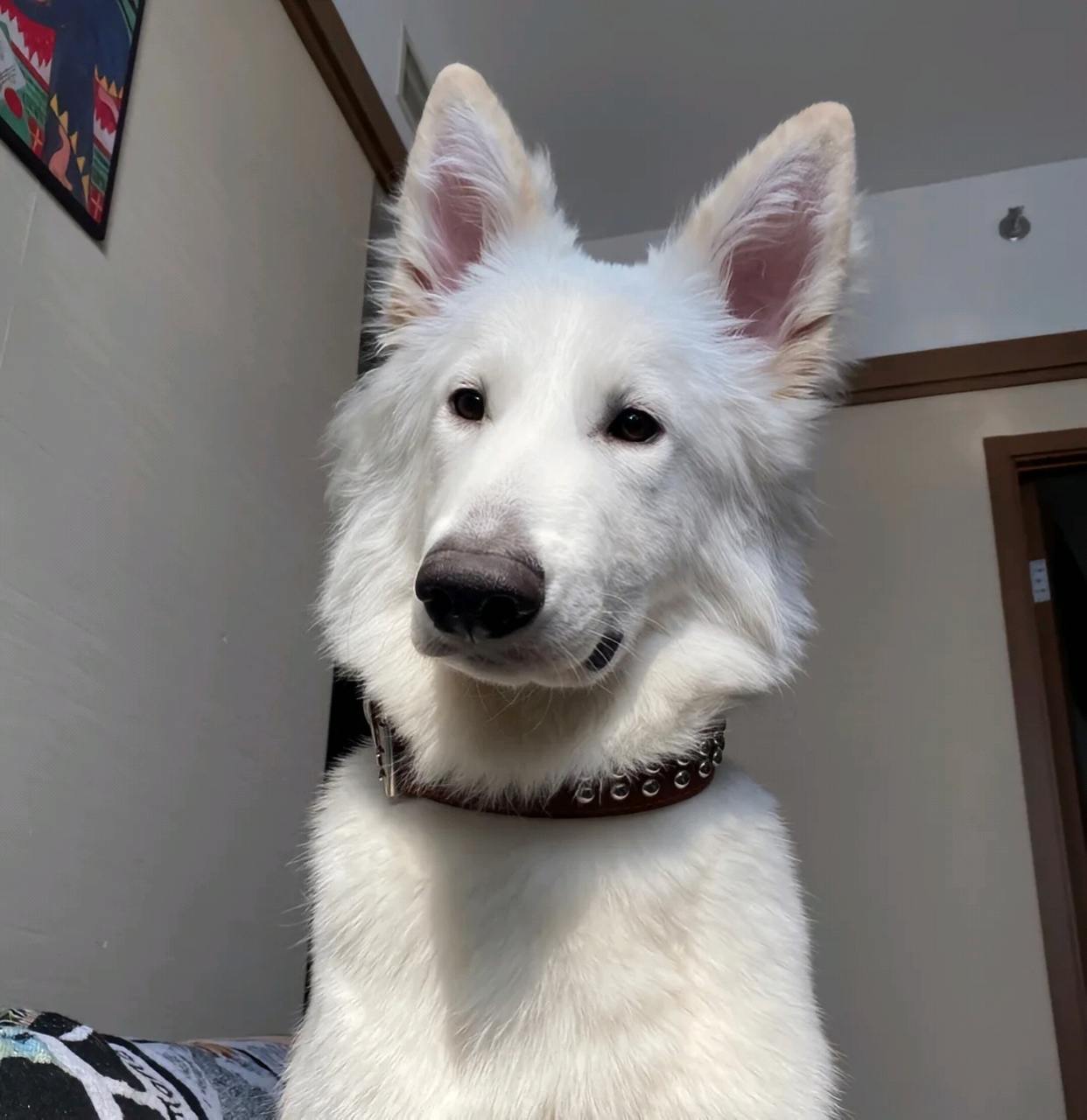 哇,第一次见白色德牧,长得真帅啊![嘿哈]#狗狗