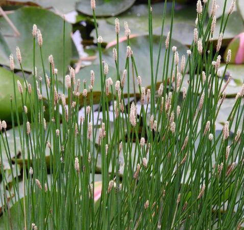 吃荸荠有什么好处?