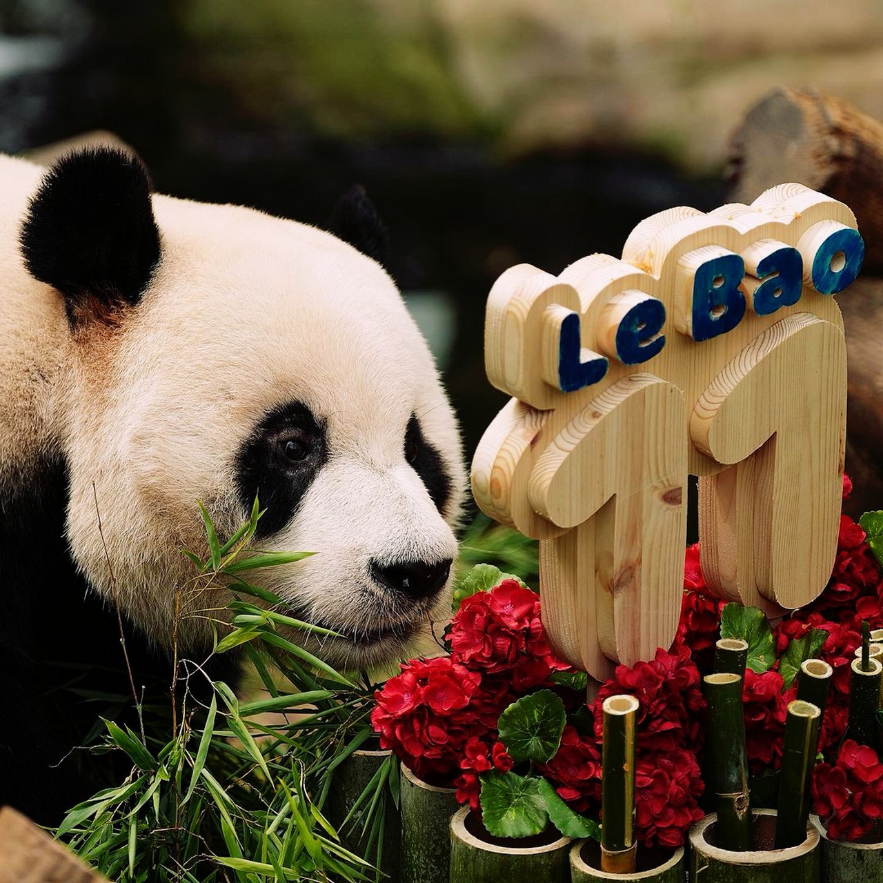 大熊猫# 大熊猫乐宝和福宝父女的相似之处,再次被发现.