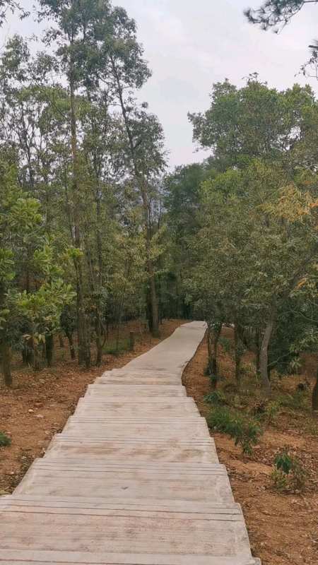 中山尖角岭森林公园,幽静好去处