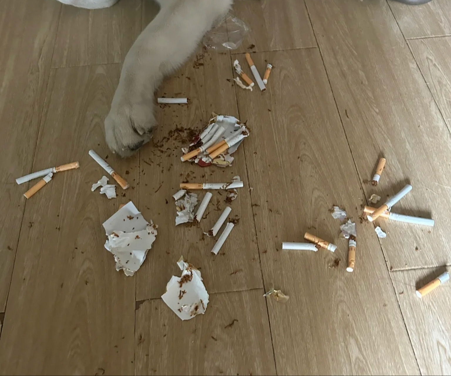 哈士奇:你这么爱抽烟,去卷烟厂工作吧!