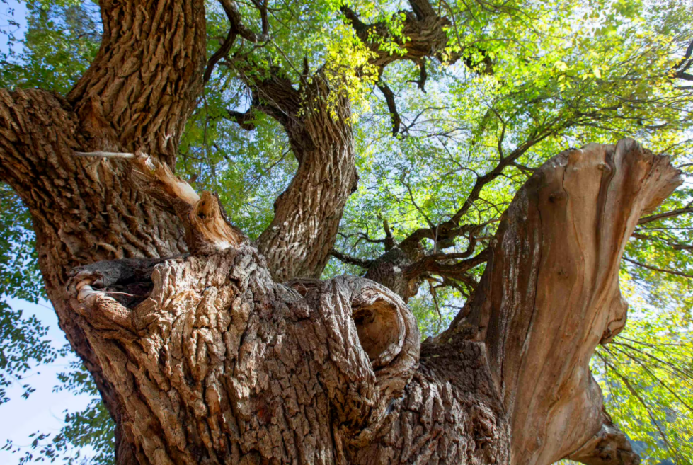 槐树和榆树有什么区别?
