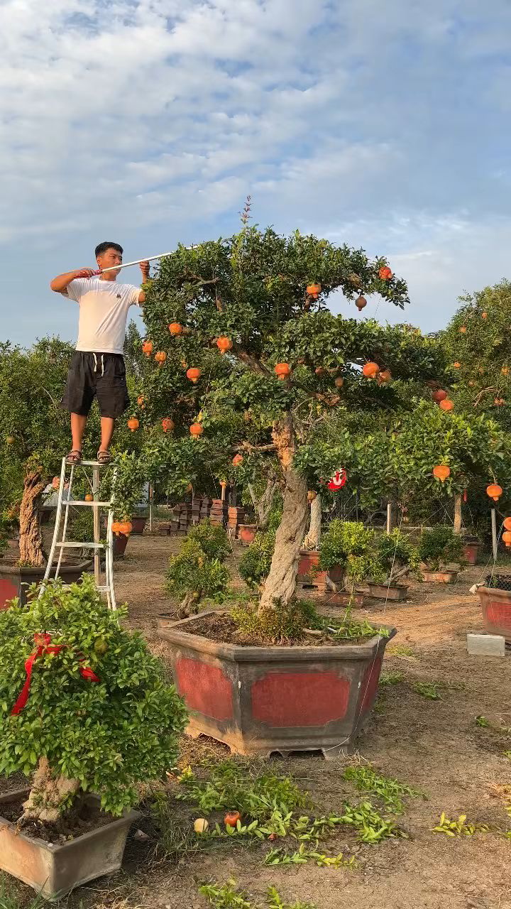 石榴树怎样修剪图片