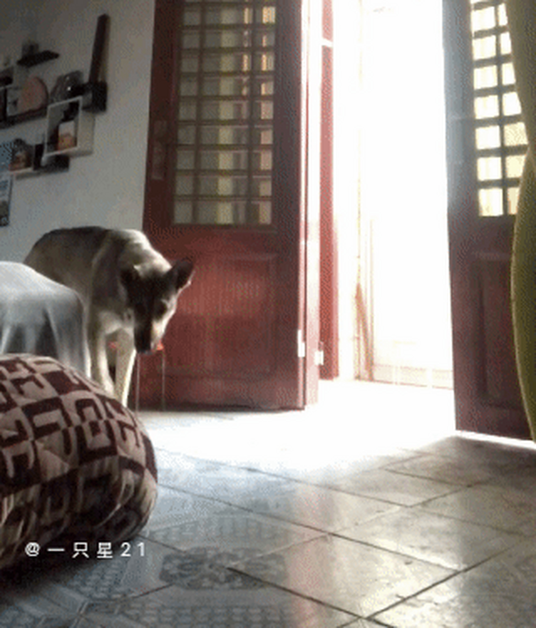 主人为了测试狗子对自己有多忠心,特意穿上了冬天的睡衣然后假装晕倒