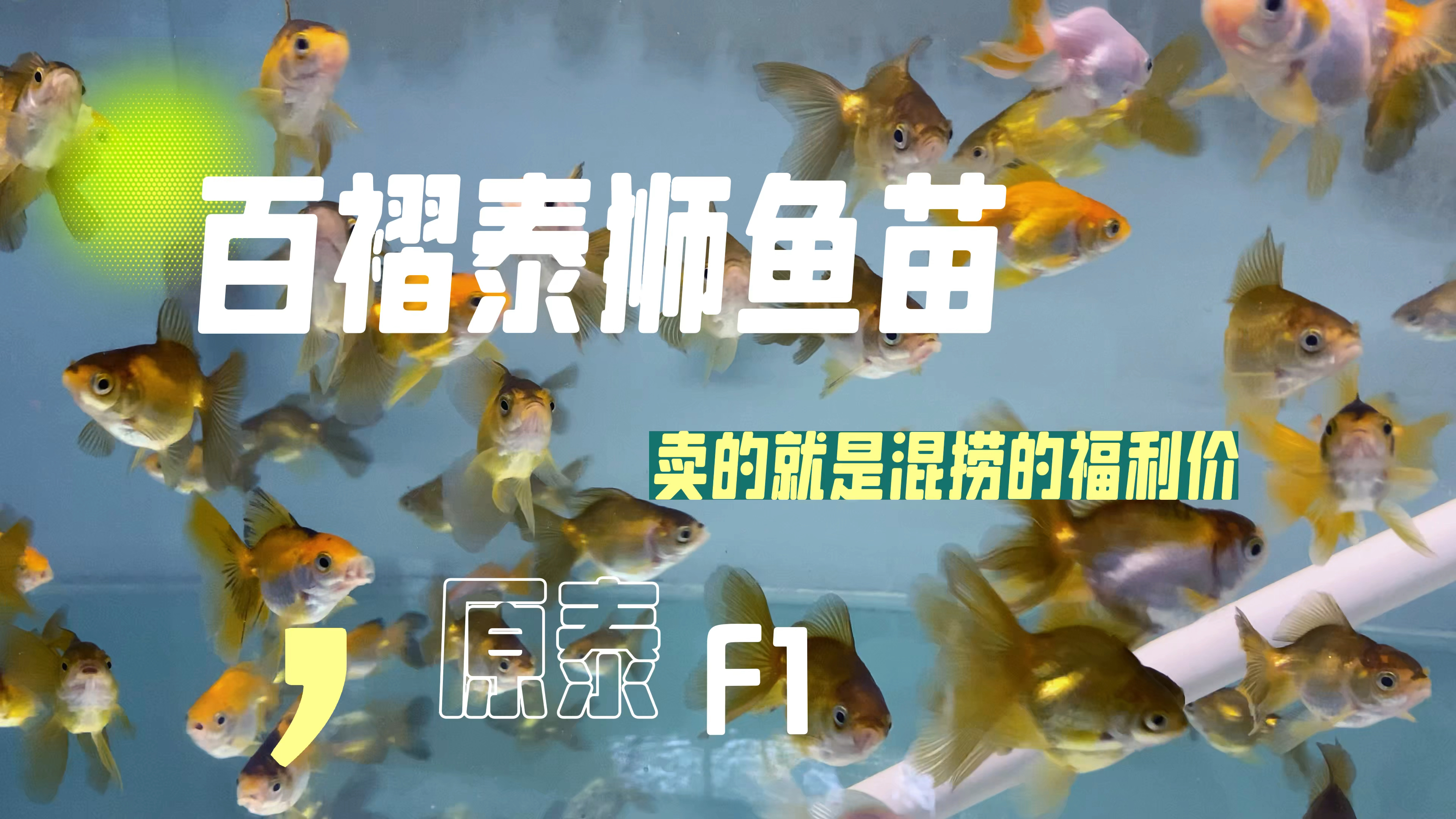 百褶泰狮的鱼苗,原泰F1的品质。咱做的就是混捞的福利价不挑鱼