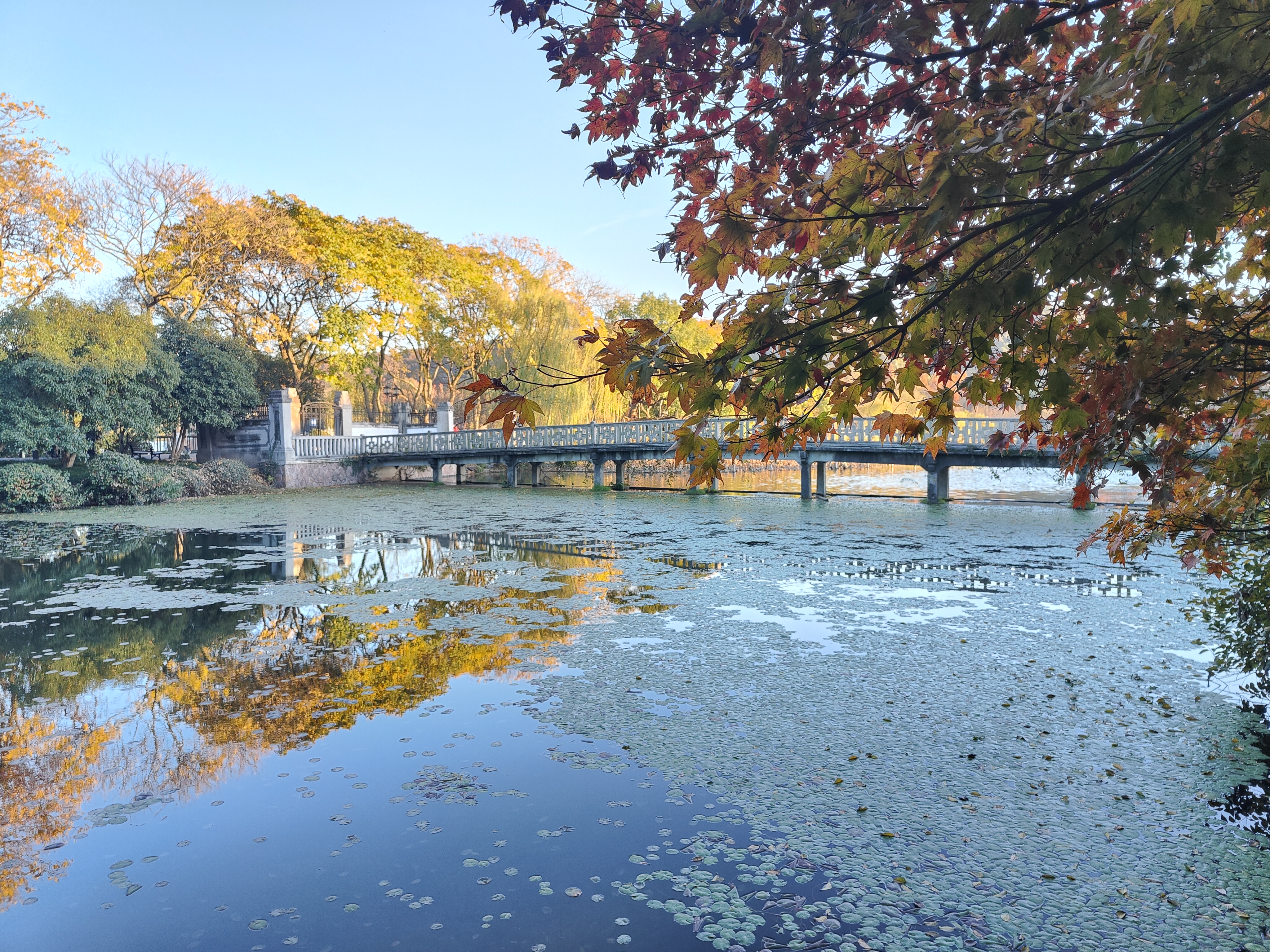 西湖三处秋景随拍-太子湾-花港观鱼-雷峰塔-2023年12月8日