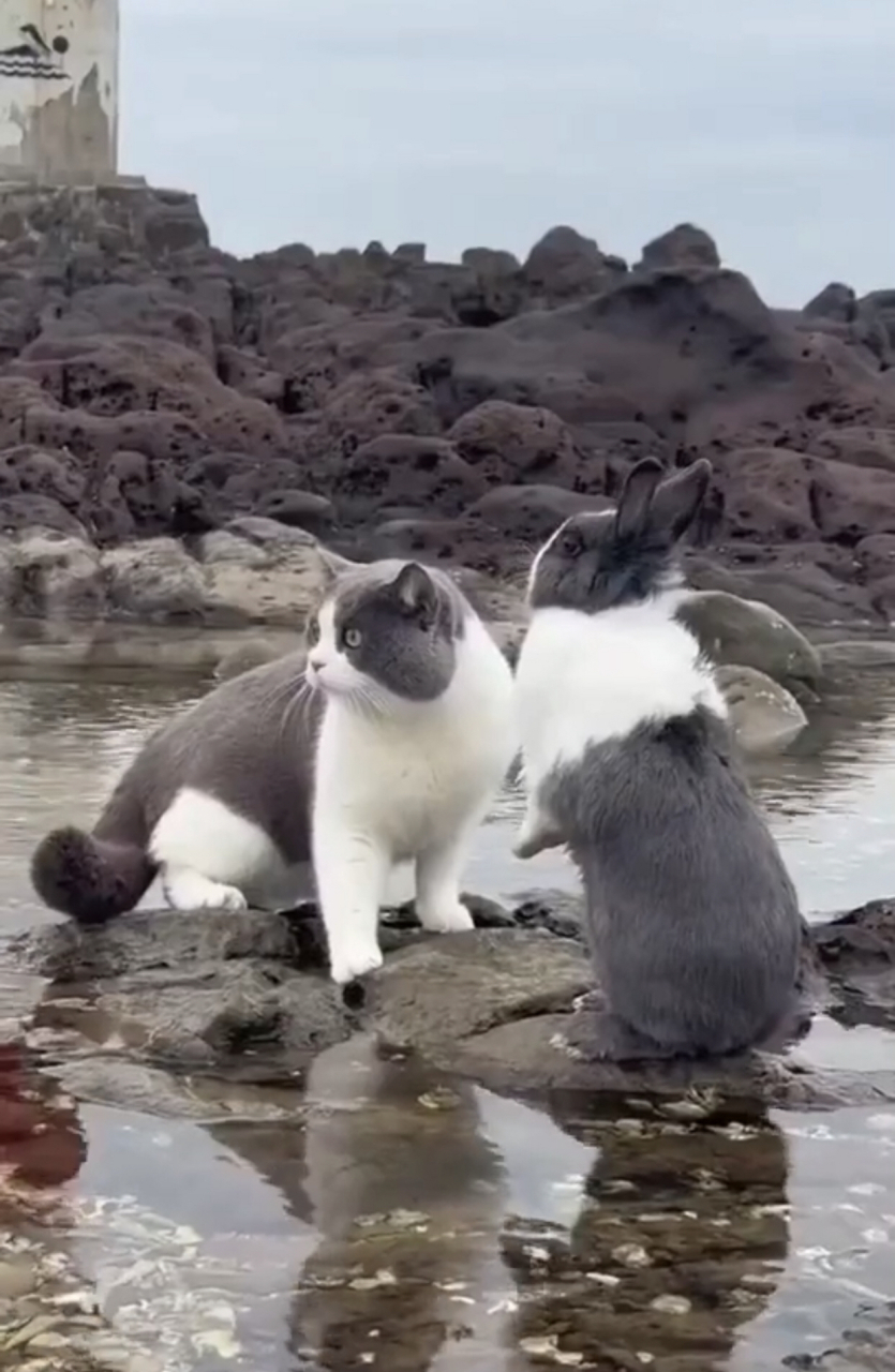 兔子和猫咪撞衫.#趣图搞笑# #猫咪