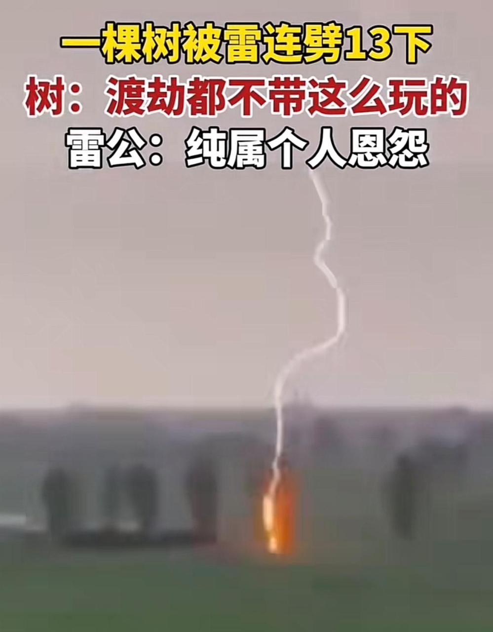 据说一个人被雷劈的概率很小很小,大概是百万分之一,这棵被连劈13次的
