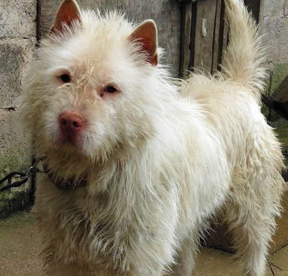 外地人进山,小心这4种山狗,没事别招惹,容易被围攻