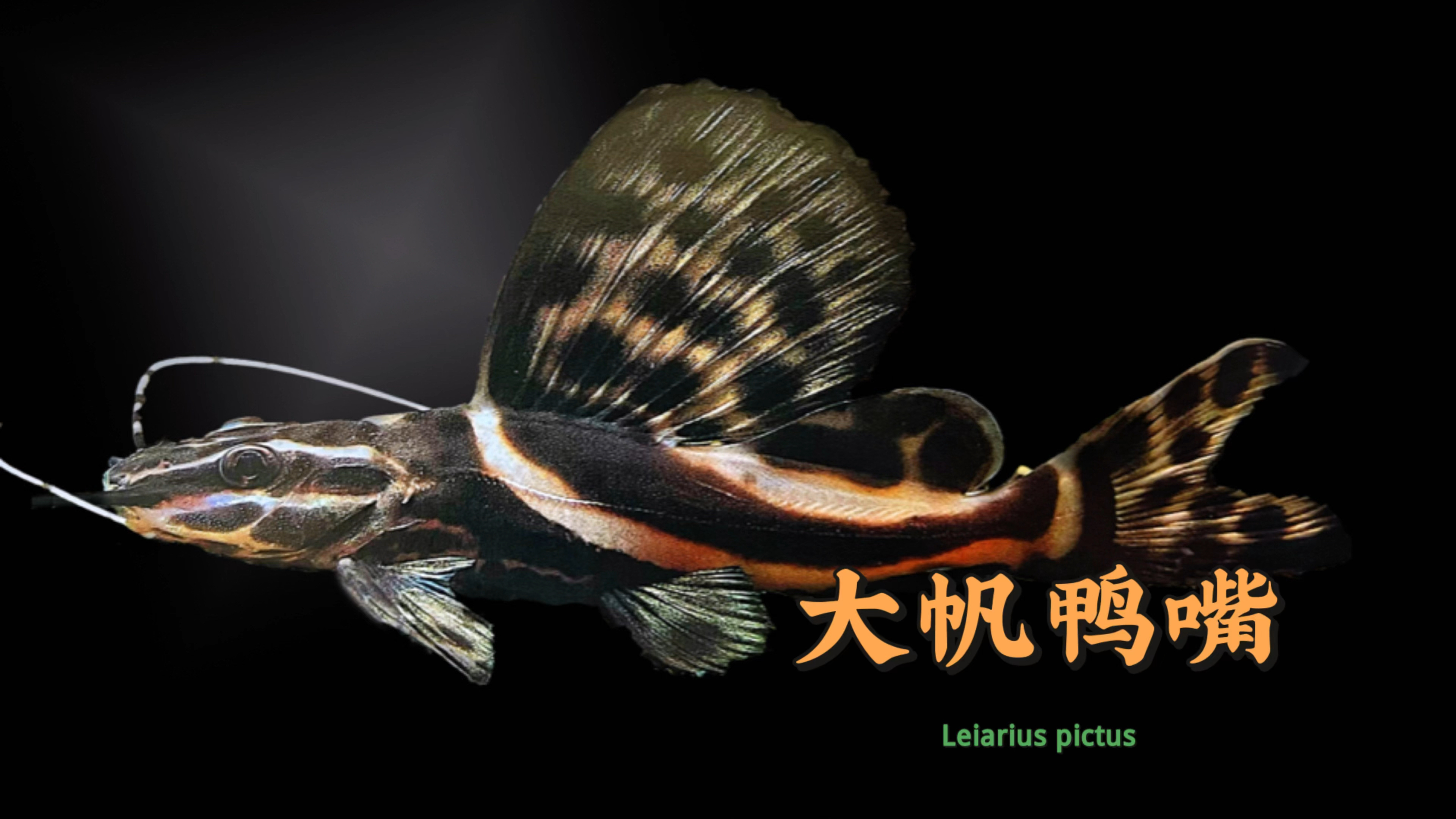 南美巨鲶之大帆鸭嘴鱼