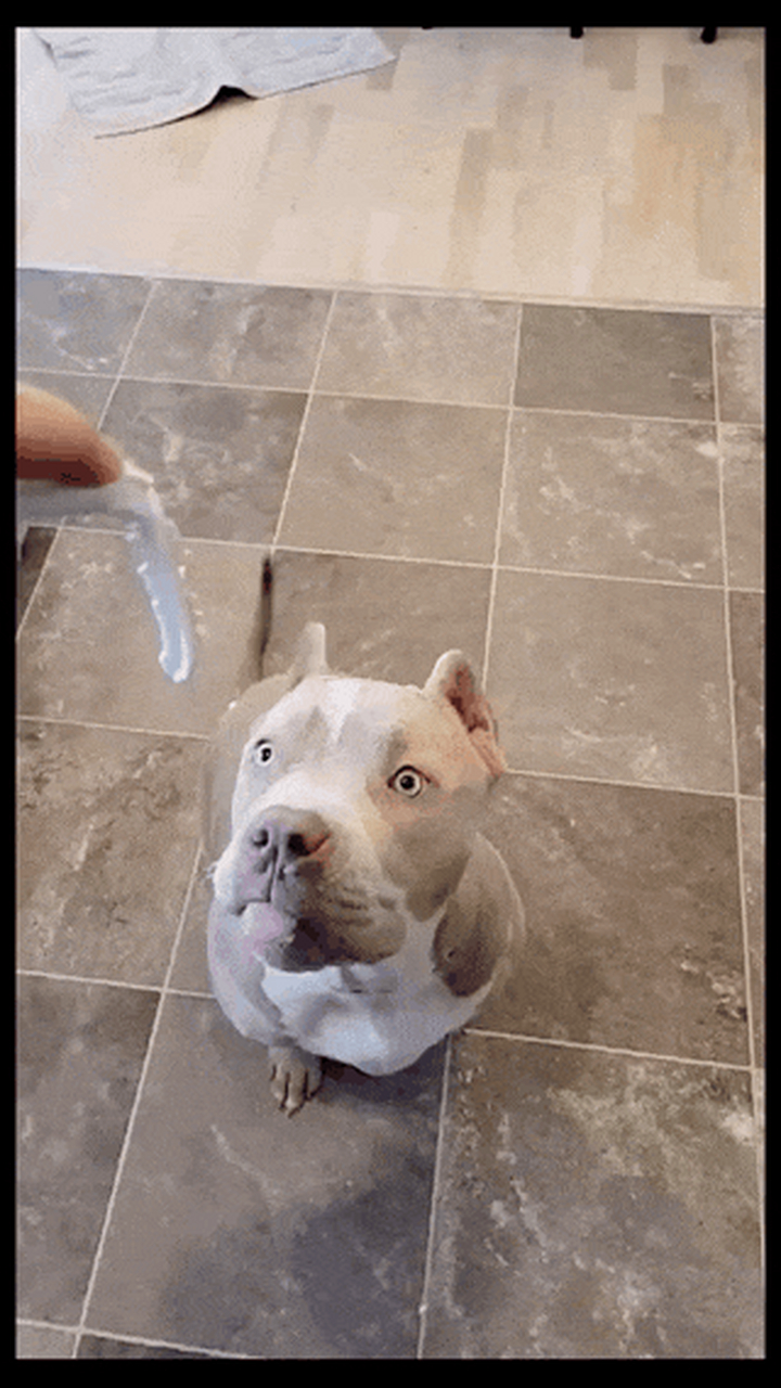 大聪明和大聪明