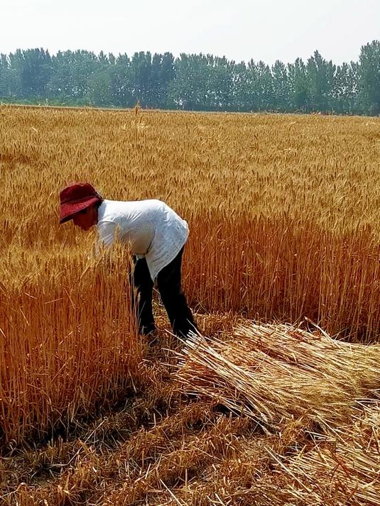 手工收割小麦的场景,让我想起了父辈的辛苦