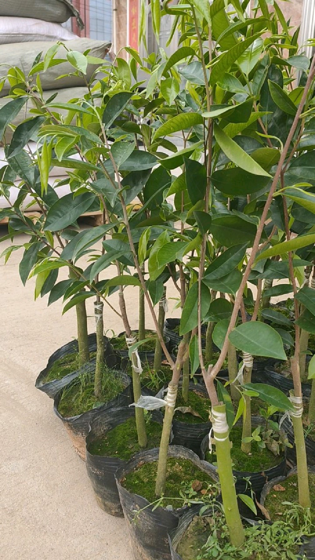 名贵药材植物,它就是奇楠沉香树.