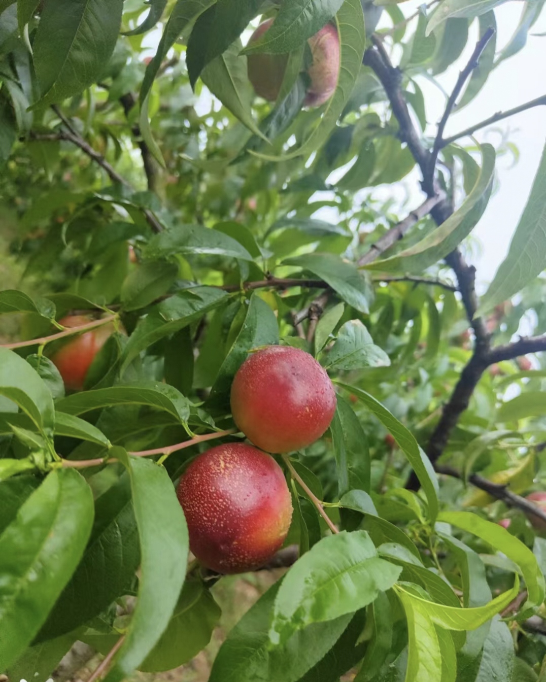 曙光油桃新鲜上市啦