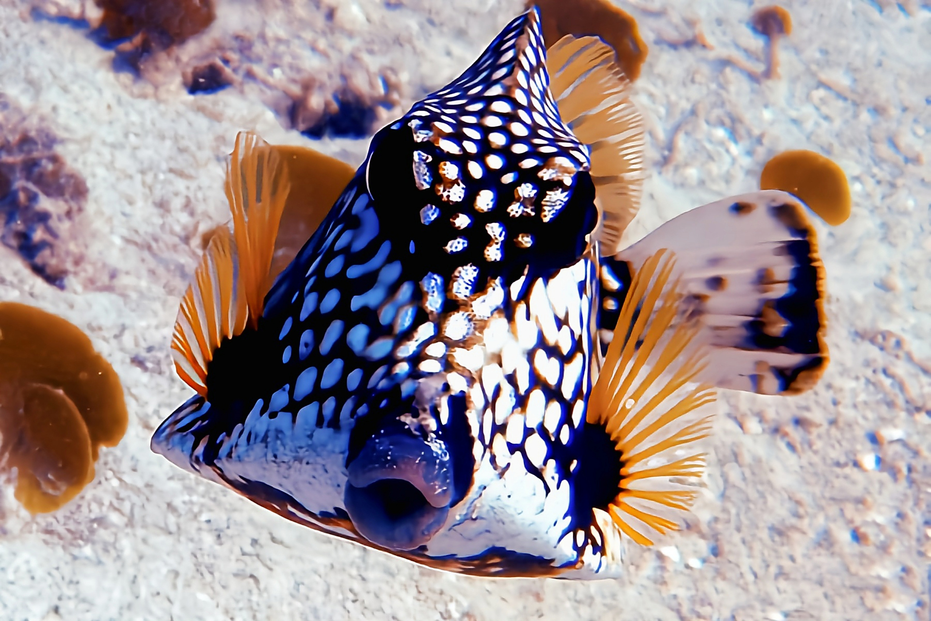 每天认识一种动物——三棱糙身箱鲀 三棱糙身箱鲀原产于大西洋西部
