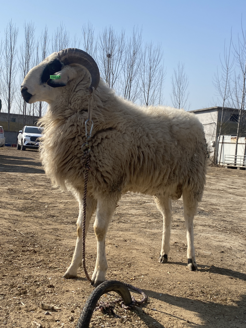 小尾寒羊种公羊好处 一,生长速度快  小尾寒羊4月龄即可育肥出栏,年