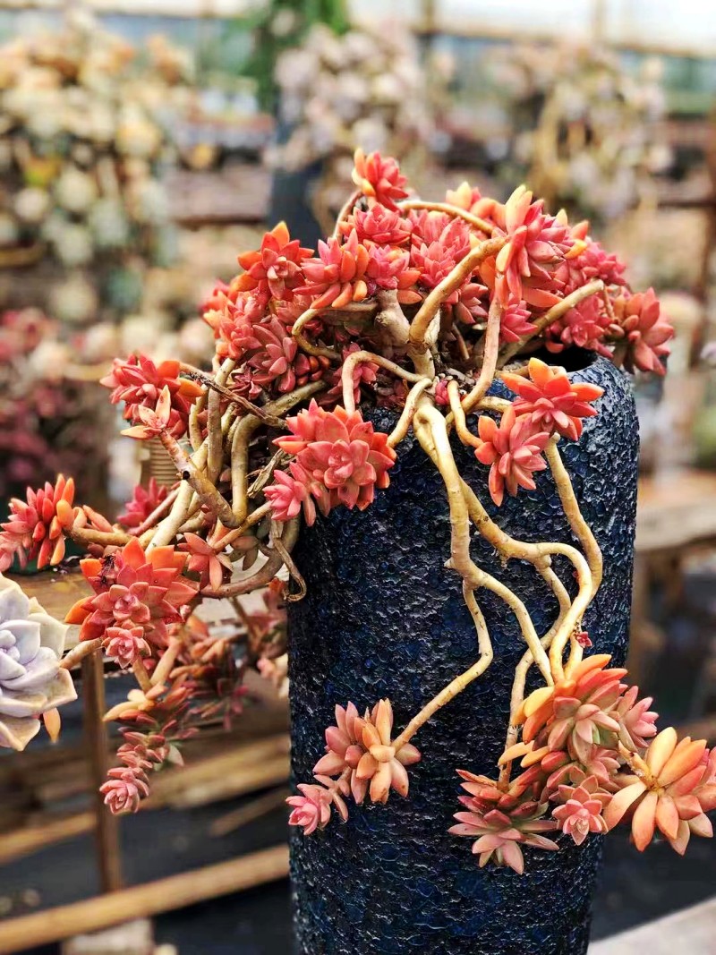 养多肉"虐一虐",反而长得好,肥肥胖胖才可爱